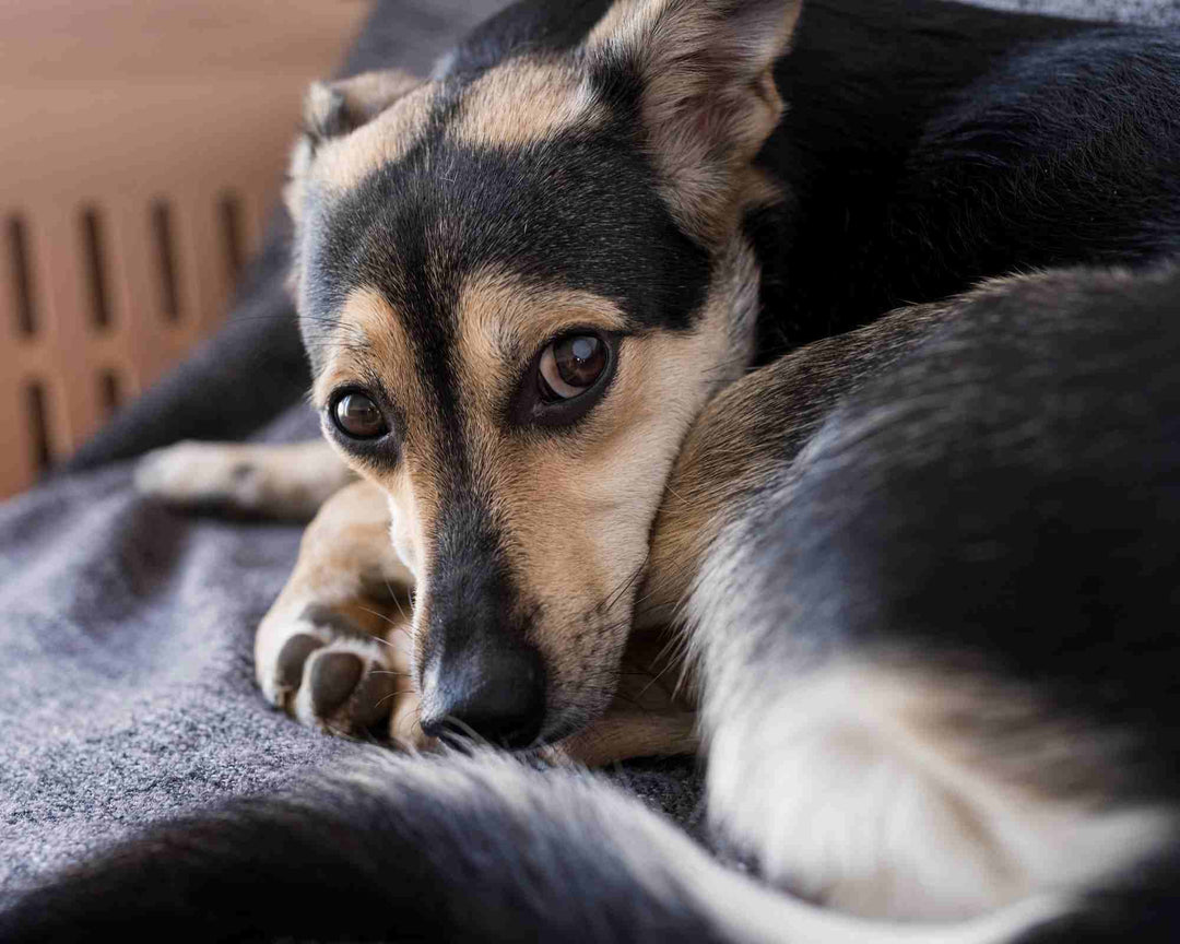 ¿Cómo proteger a nuestro perro de los ácaros?