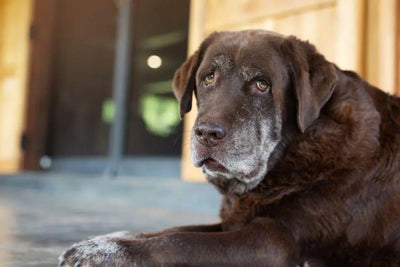 Artritis en perros: síntomas y consejos para cuidarlos mejor