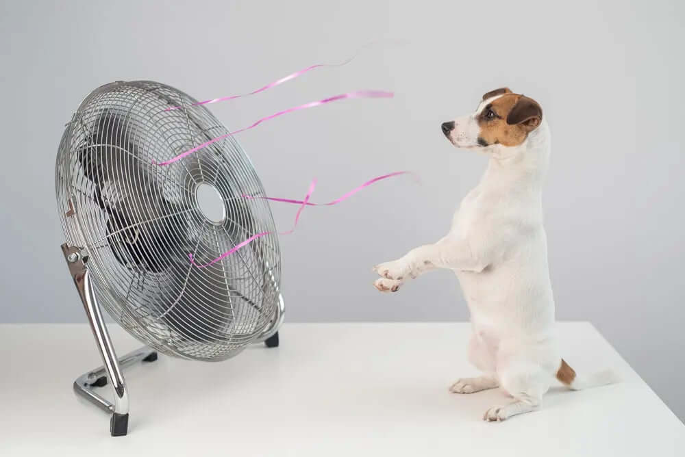 perro con calor ventilador