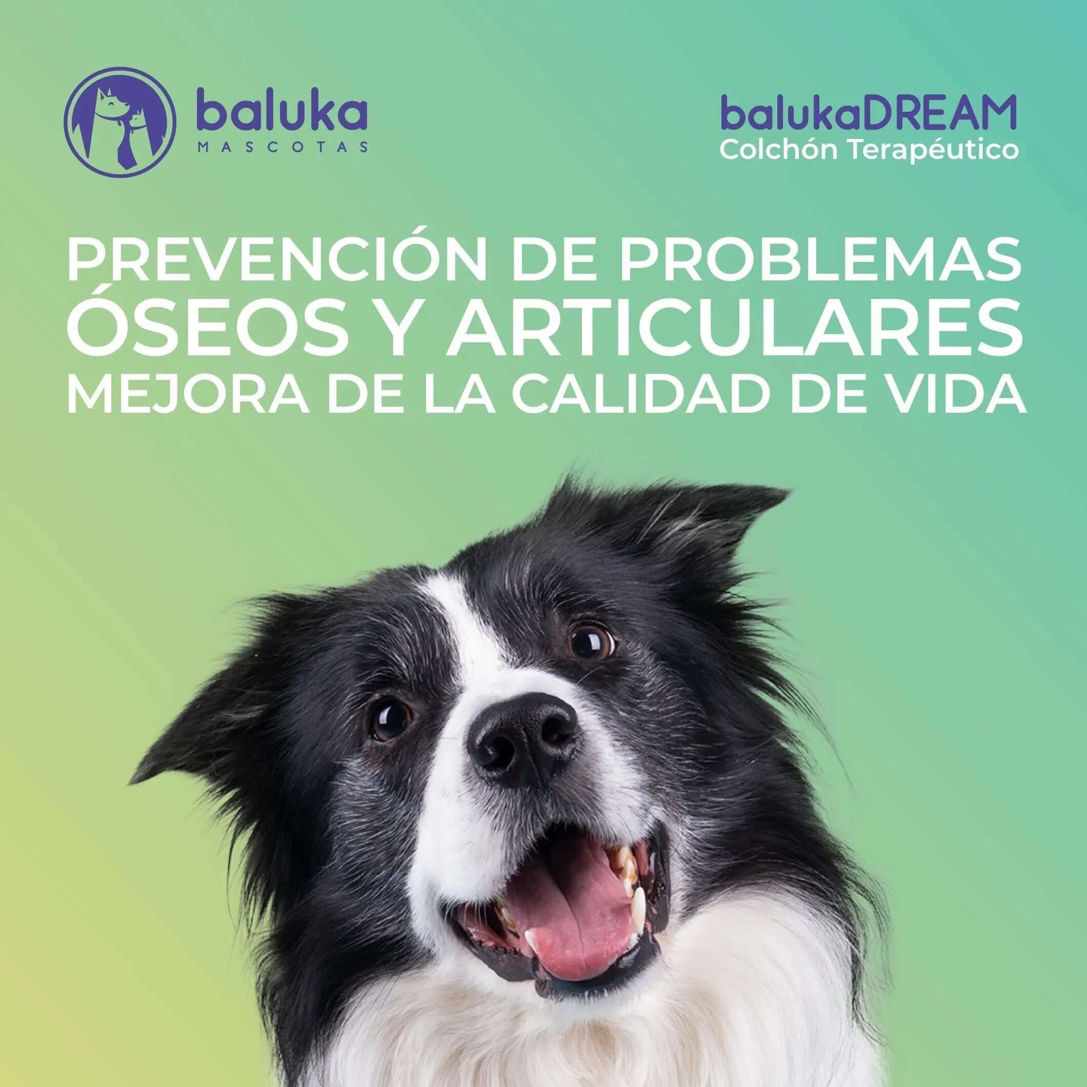 Cómo elegir el mejor colchón para tu perro