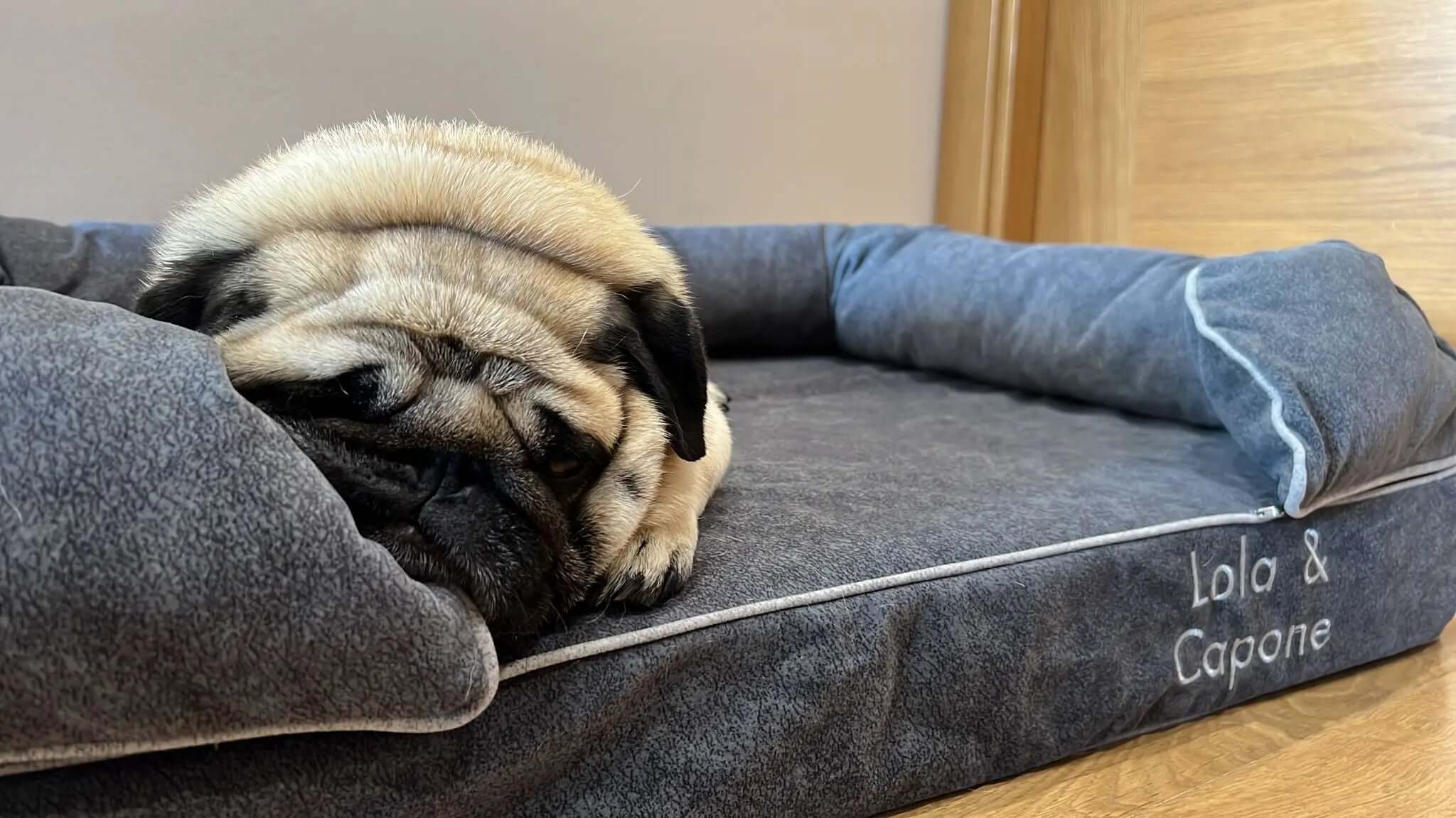 perro duerme mejor cama viscoelastica