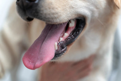 O meu cão tem mau hálito: porquê e como é que o posso eliminar?