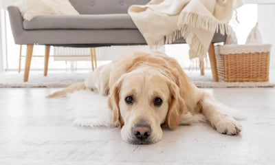 Cómo crear espacios para los perros en casa