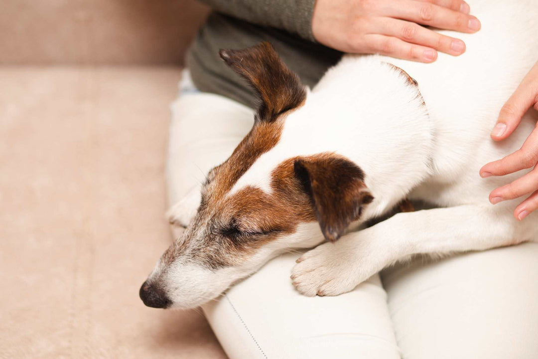 Cómo saber si mi perro está sufriendo