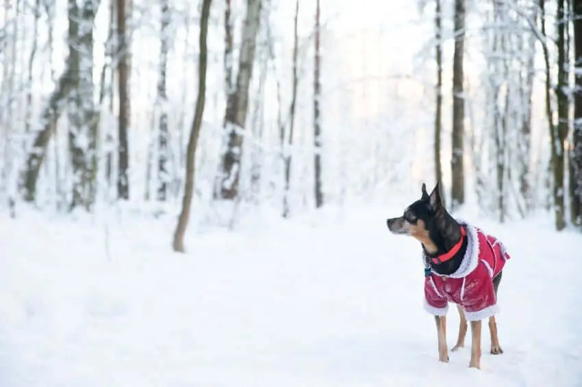 Cómo saber si los perros tienen frío durante el invierno
