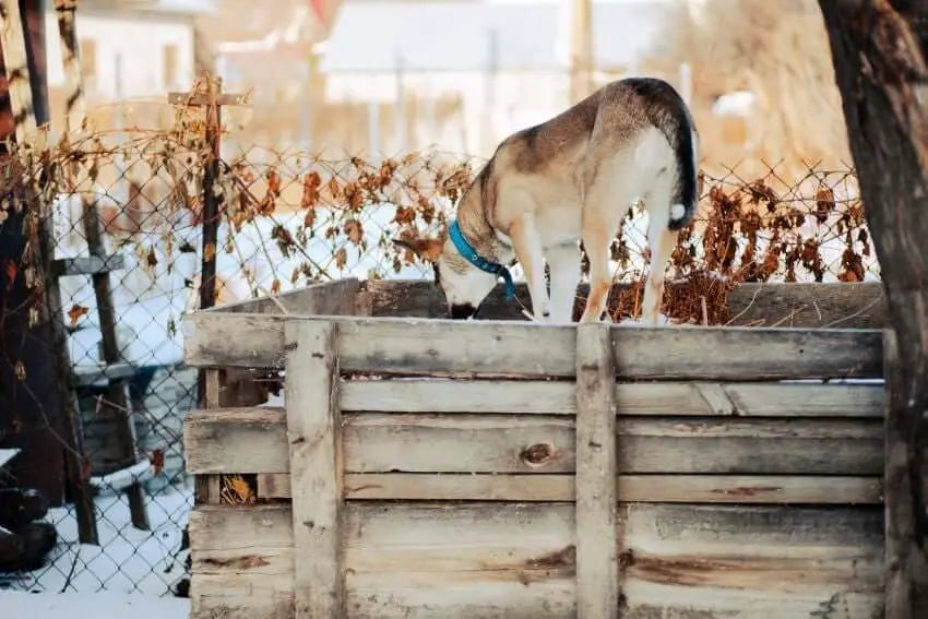 Cúrcuma para perros: dosis necesarias y cuáles son sus beneficios