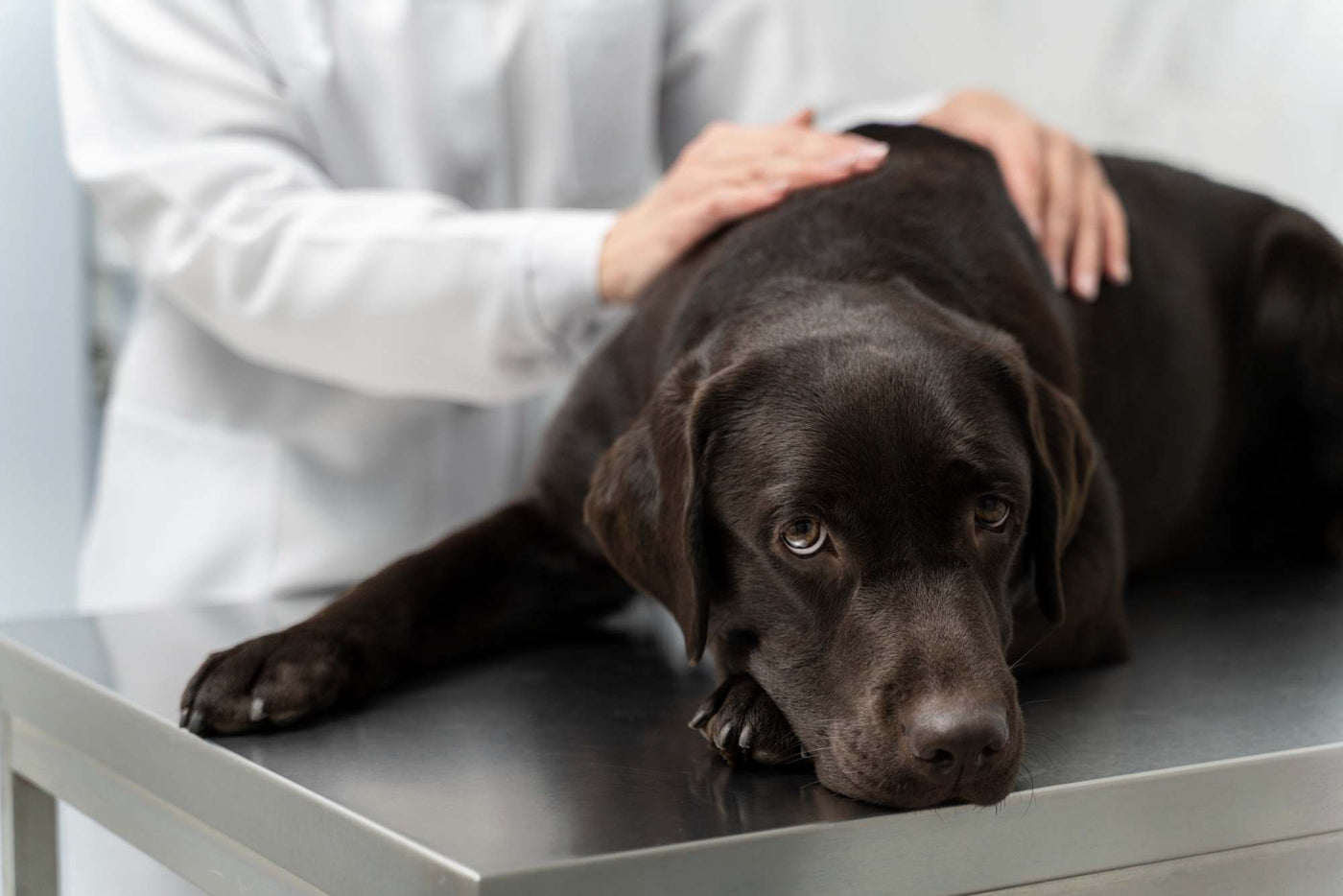 Las enfermedades que más afectan a los perros