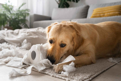 How to make a dog vomit? Guide to know how to act