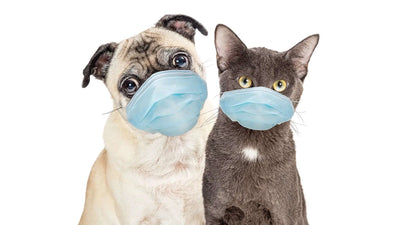 Las mejores soluciones para perros y gatos con alergias