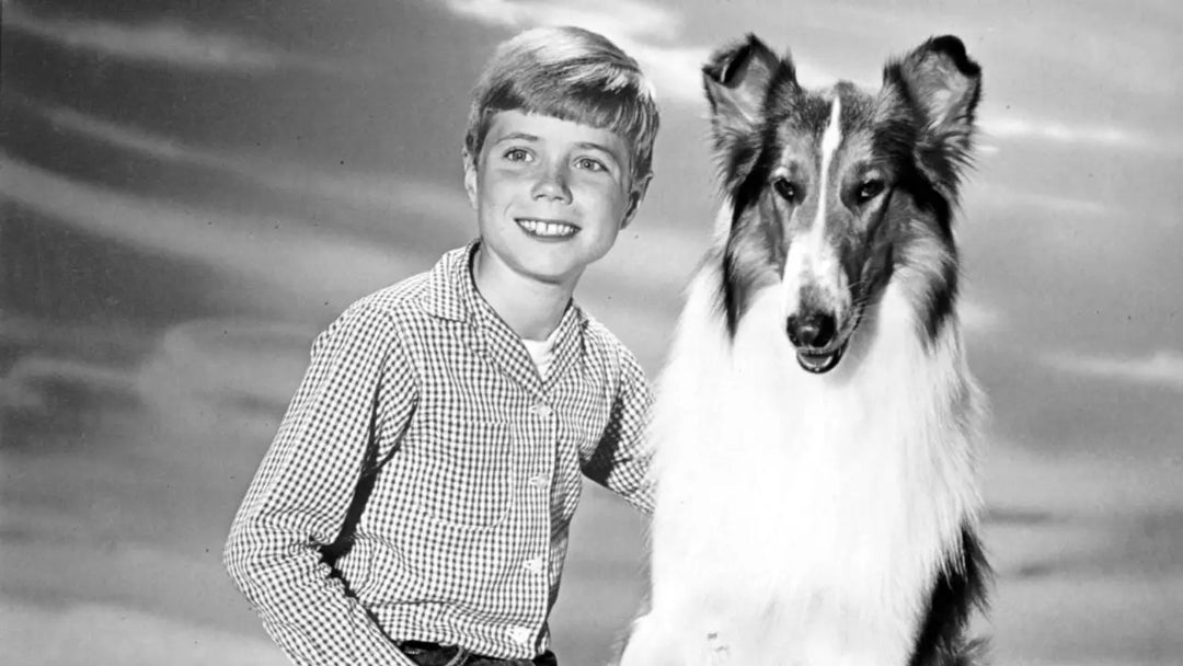 Perros Famosos de la Historia: Compañeros Inolvidables