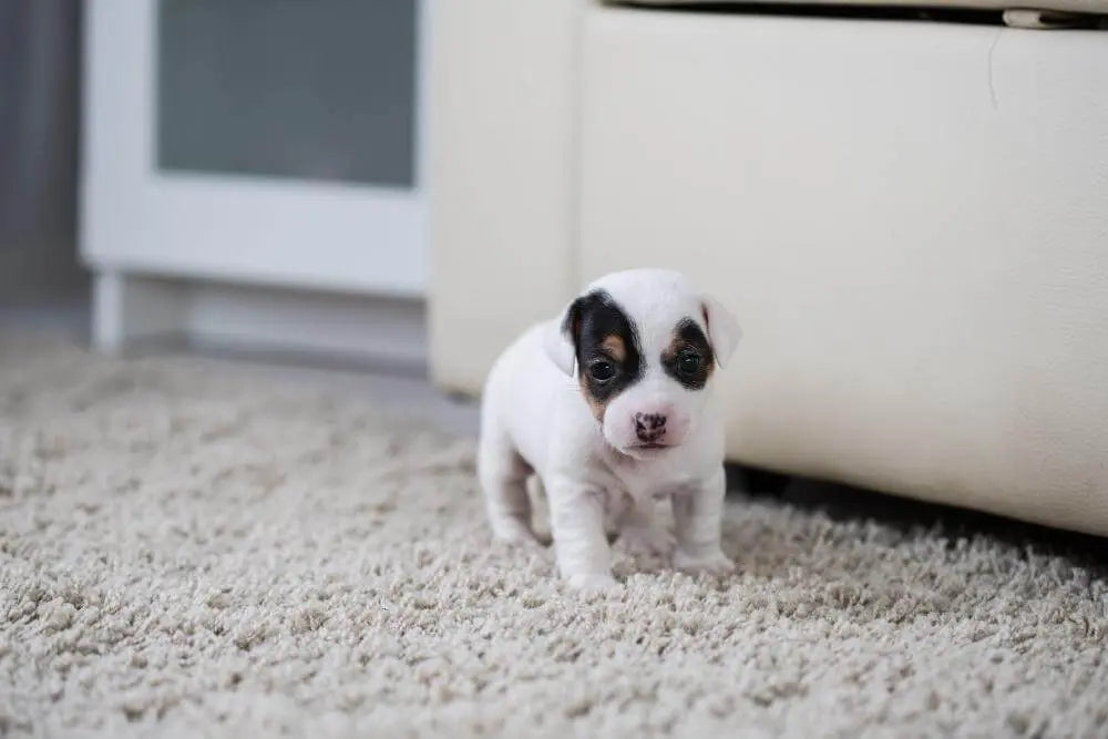 Nuevo cachorro en casa: qué hacer los primeros días