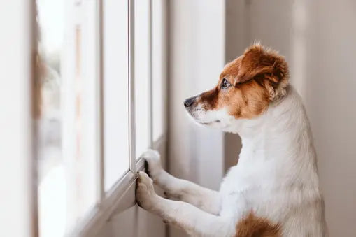 Cómo prevenir y tratar la ansiedad por separación en perros