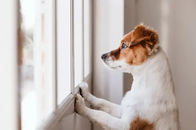 Prevenir e tratar a ansiedade de separação nos cães