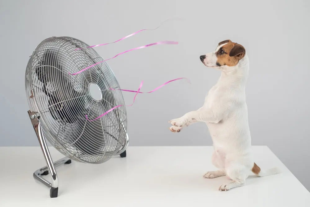 perro con calor ventilador
