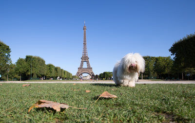 Les noms de chiens les plus populaires en France cette année