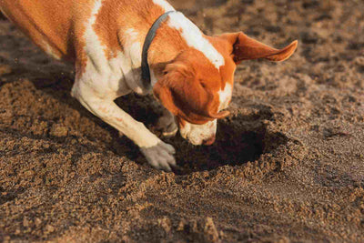 ¿Por qué los perros comen tierra?