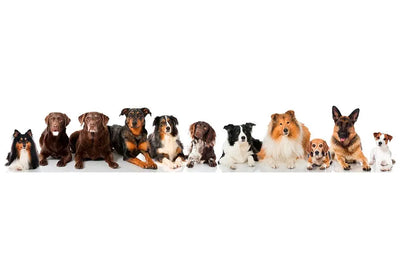 Which breed of dog is best for you?