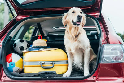 Cómo viajar con tu perro: consejos para una experiencia segura y feliz