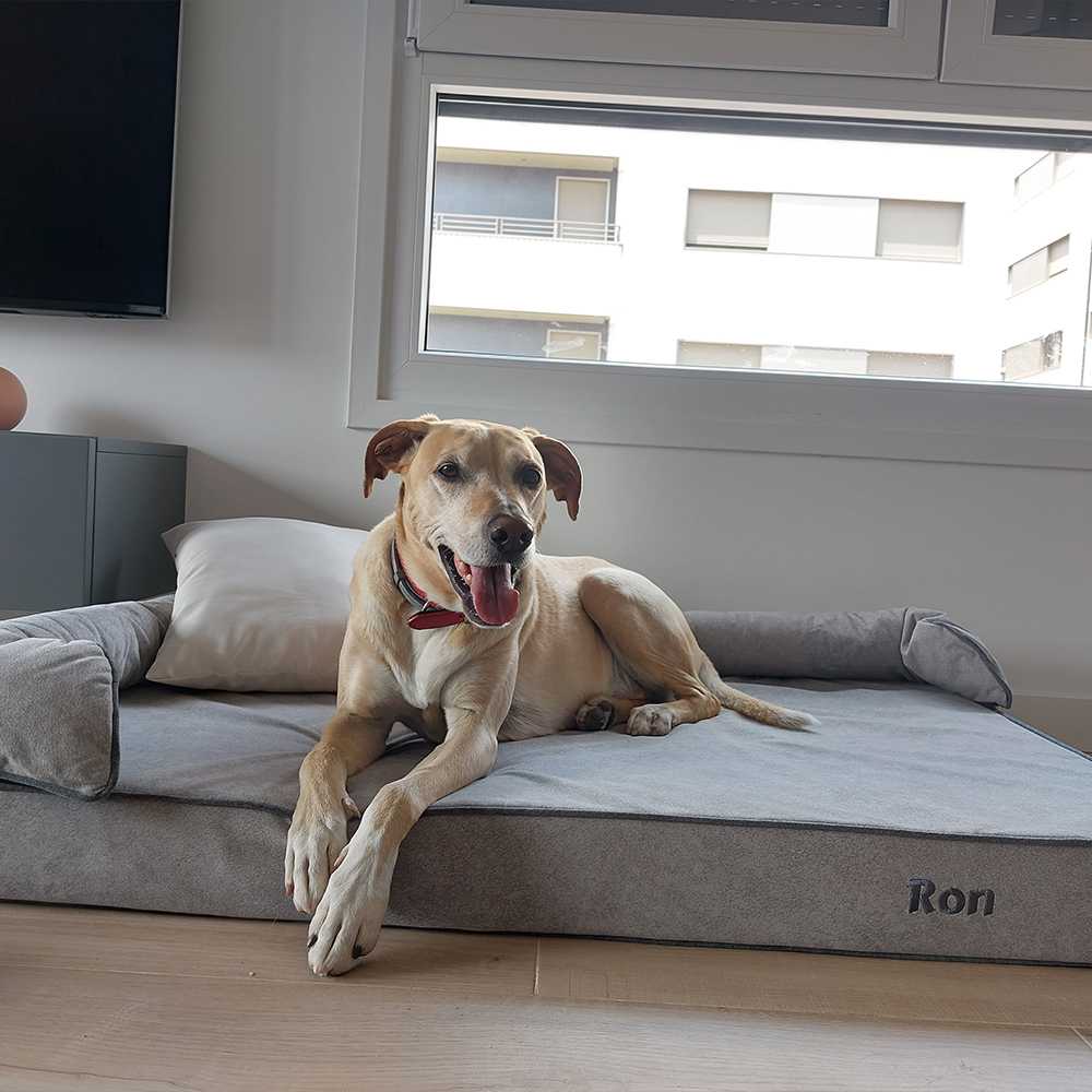 Labrador en una cama para perros antipelo y antimanchas