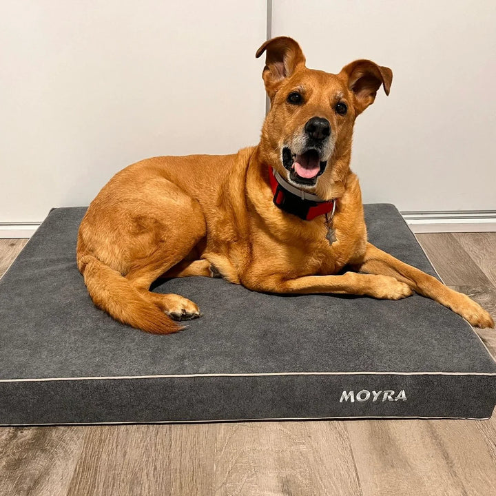 Memory foam dog bed