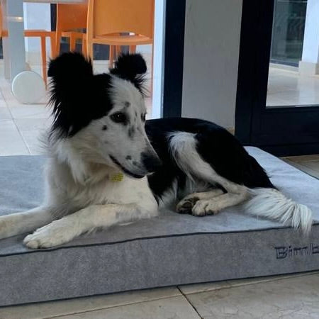 cama viscoelastica para perros baluka gris perla