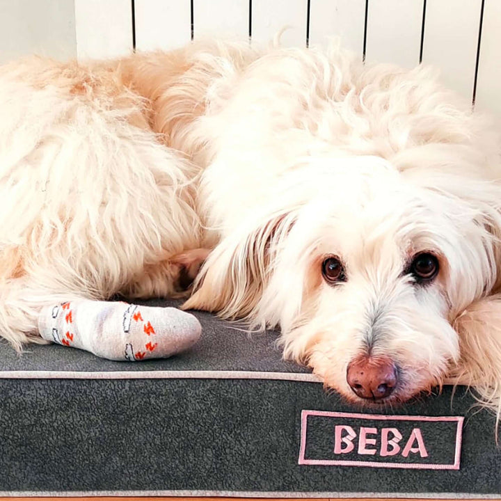 Perro descansando en una cama viscoelástica para perros con su nombre 'Beba', mostrando su comodidad y relax.