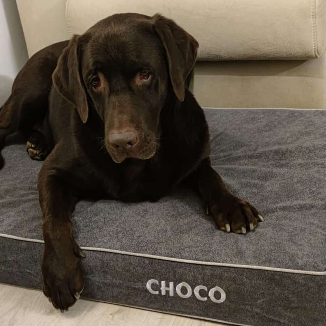 Cama viscoelástica para perros con un perro labrador descansando en ella.