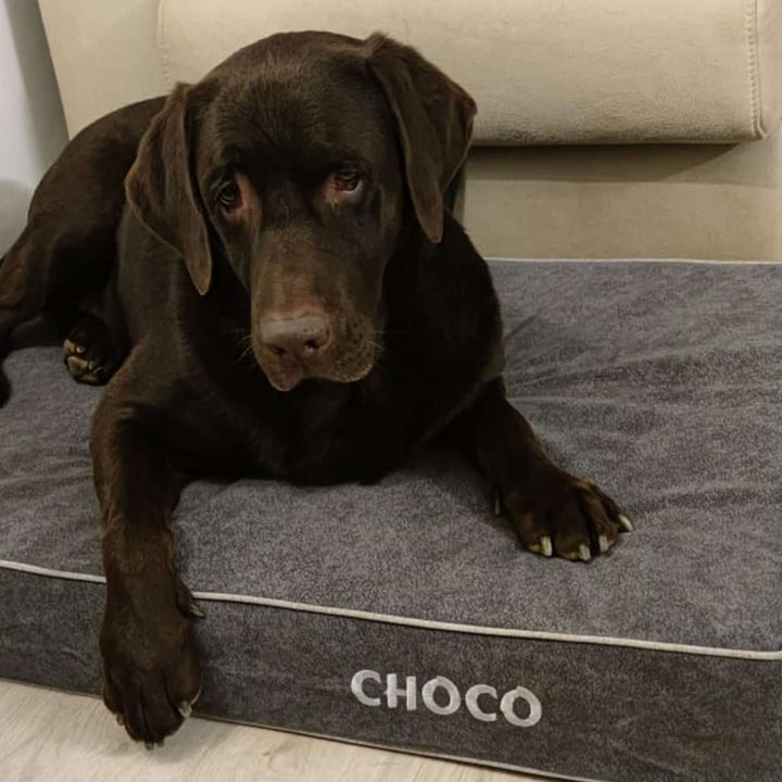 Cama viscoelástica para perros con un perro labrador descansando en ella.