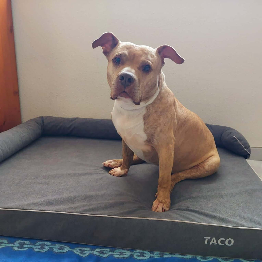 Perro sentado en una cama viscoelástica para perros, disfrutando de un descanso cómodo y reparador.