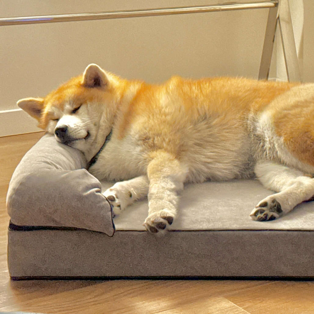 Perro durmiendo en una cama viscoelástica para perros, mostrando confort y descanso reparador.