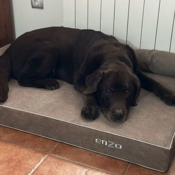 Cama viscoelástica para perros, perro descansando cómodamente en una cama de lujo.
