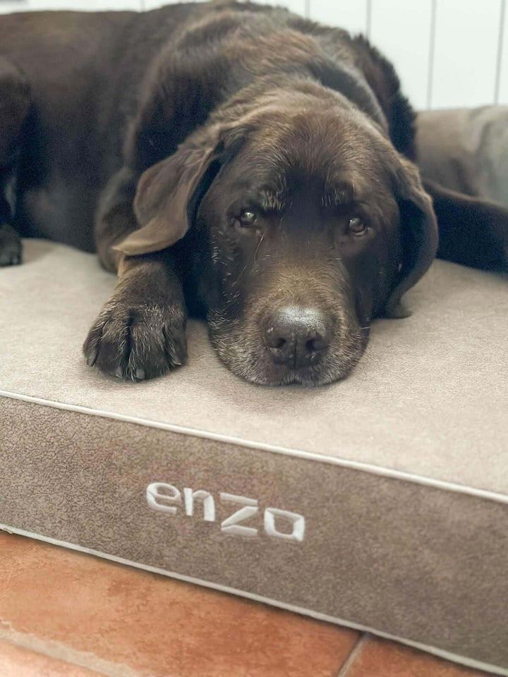 Cama viscoelástica para perros de enzo, perro descansando en un colchón cómodo de alta calidad.
