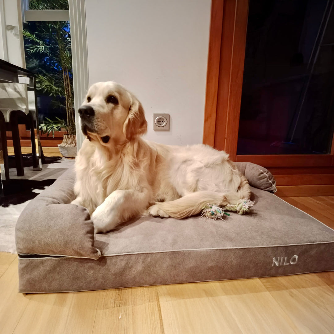Cama viscoelástica para perros Baluka con almohada desmontable en marrón para golden retriever Nilo