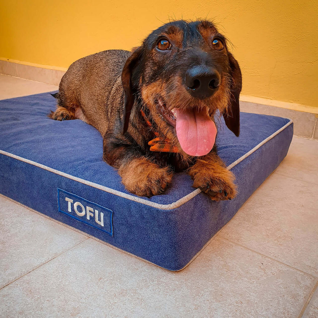 Cama viscoelástica para perros con un perro feliz acostado sobre ella, fondo amarillo.