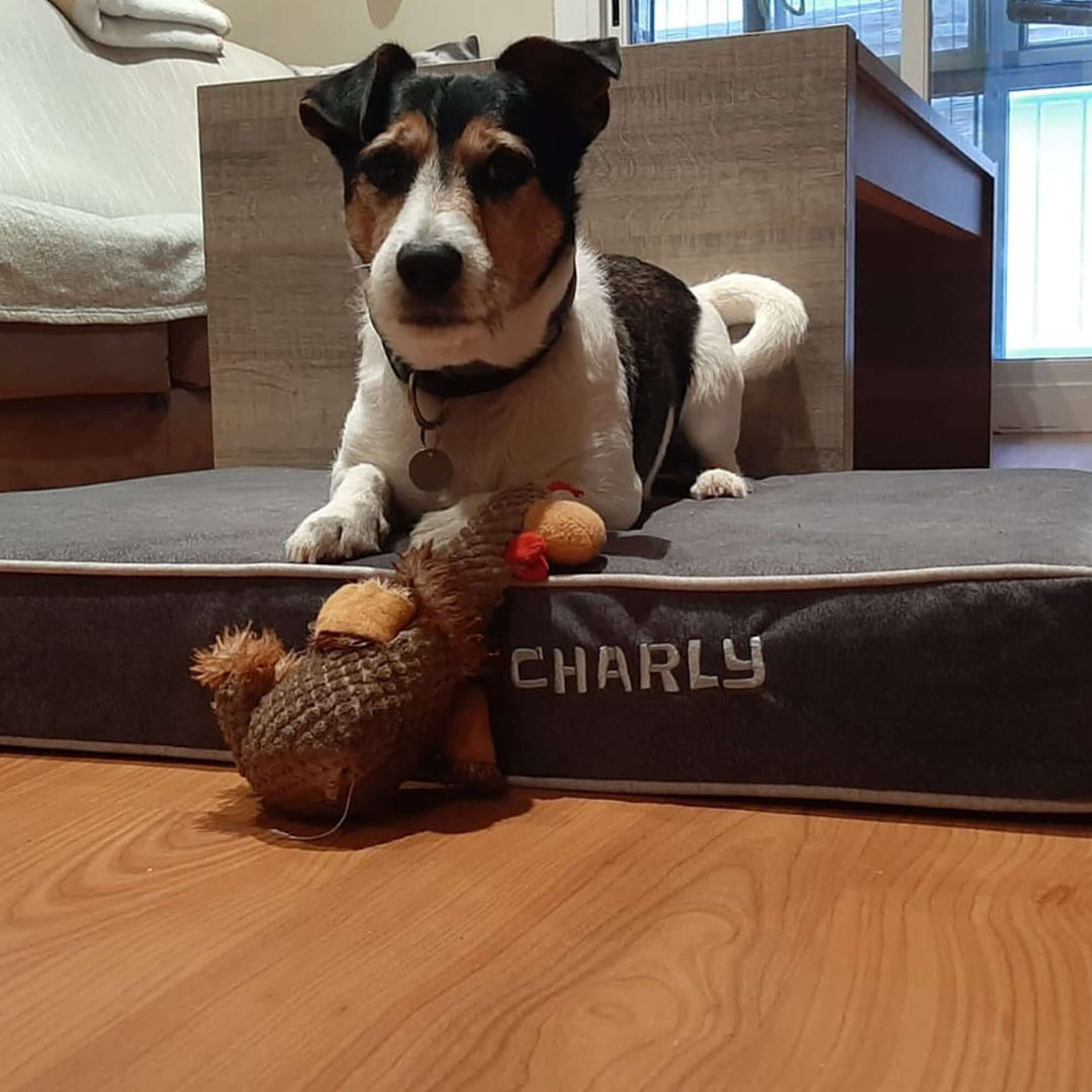 Cama viscoelástica para perros con perro descansando sobre ella y juguete en el suelo.
