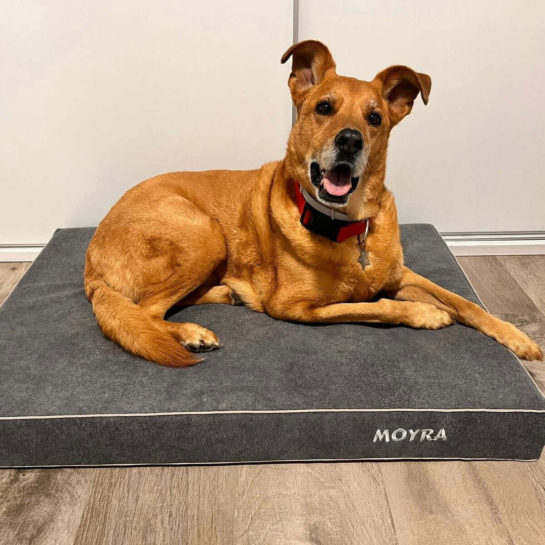 Cama viscoelástica para perros con perro descansando en un cómodo colchón gris.