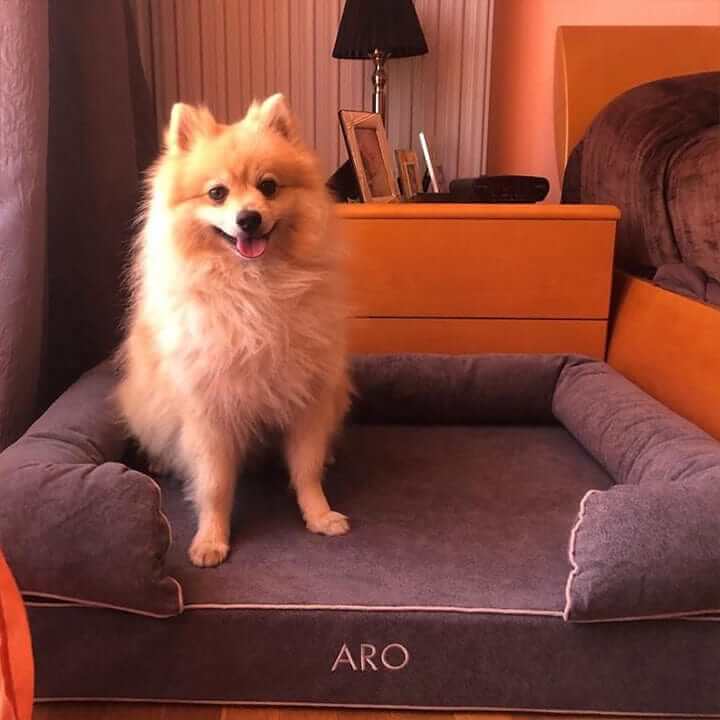 Cama viscoelástica para perros con un perro feliz sentado sobre ella en un dormitorio acogedor.
