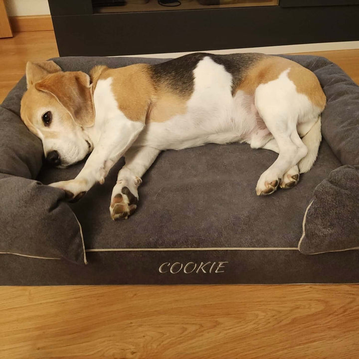 Cama viscoelástica para perros con un beagle descansando cómodamente en ella.