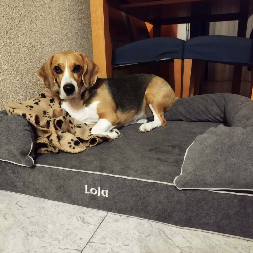 Cama viscoelástica para perros con un beagle descansando cómodamente en ella.