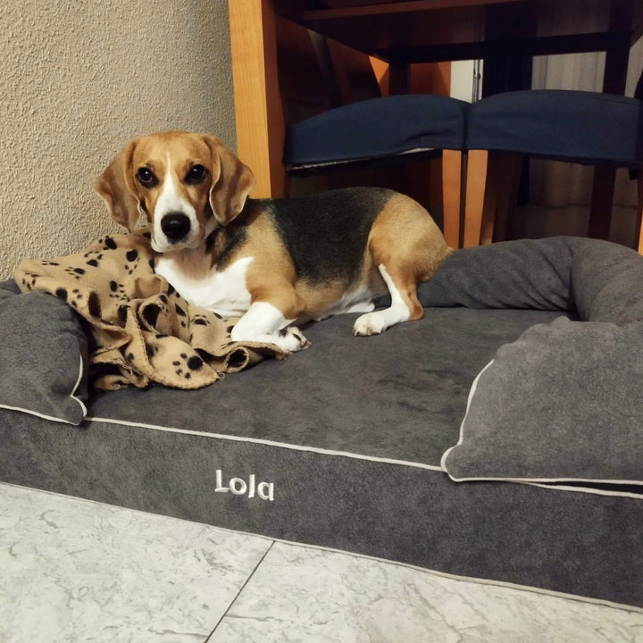 Cama viscoelástica para perro