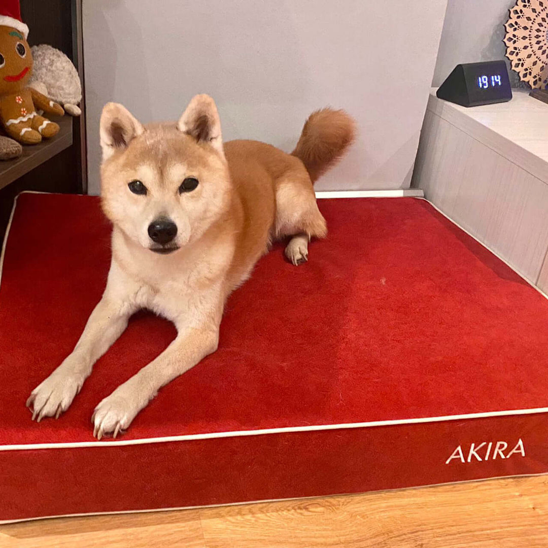 Perro descansando sobre cama viscoelástica para perros color rojo Akira en un ambiente acogedor.