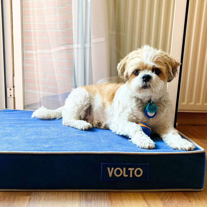 Perro descansando en una cama viscoelástica para perros de color azul llamada VOLTO.