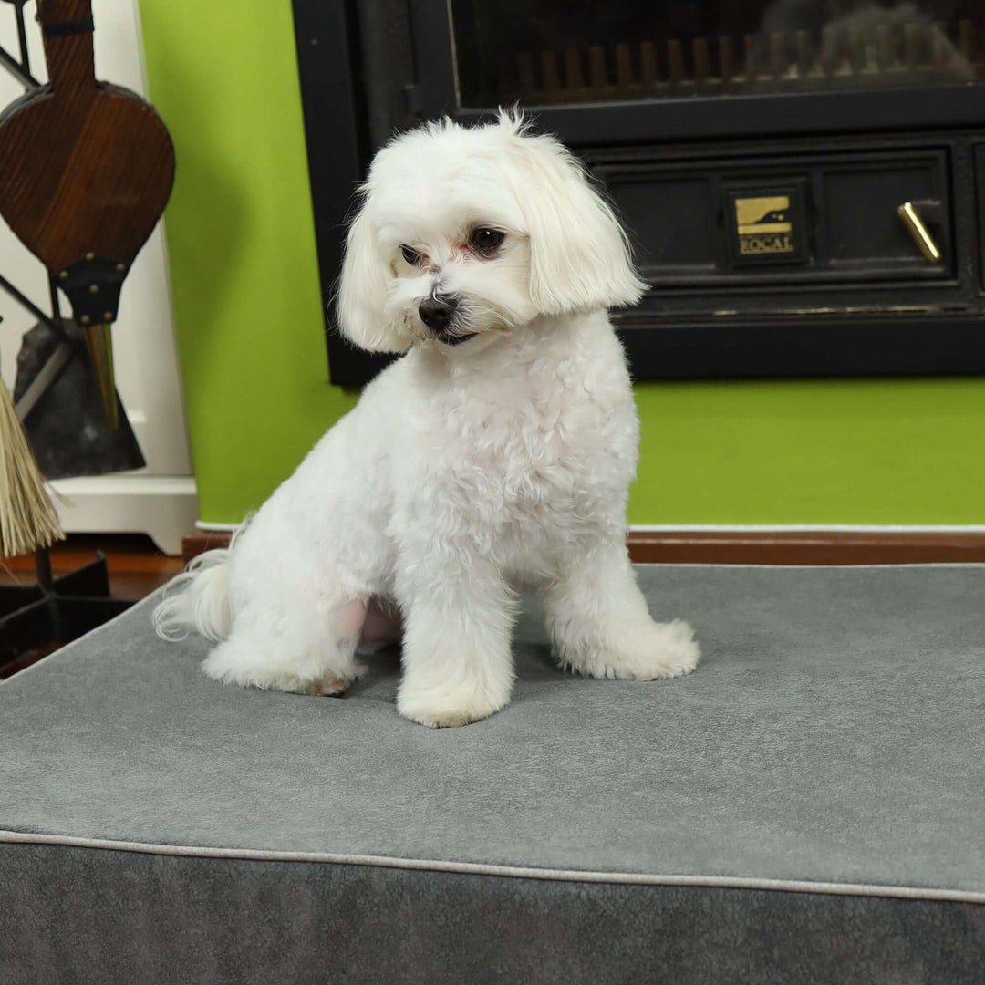 Cama viscoelástica para perros con un perro blanco sentado sobre ella, mostrando su comodidad y diseño elegante.