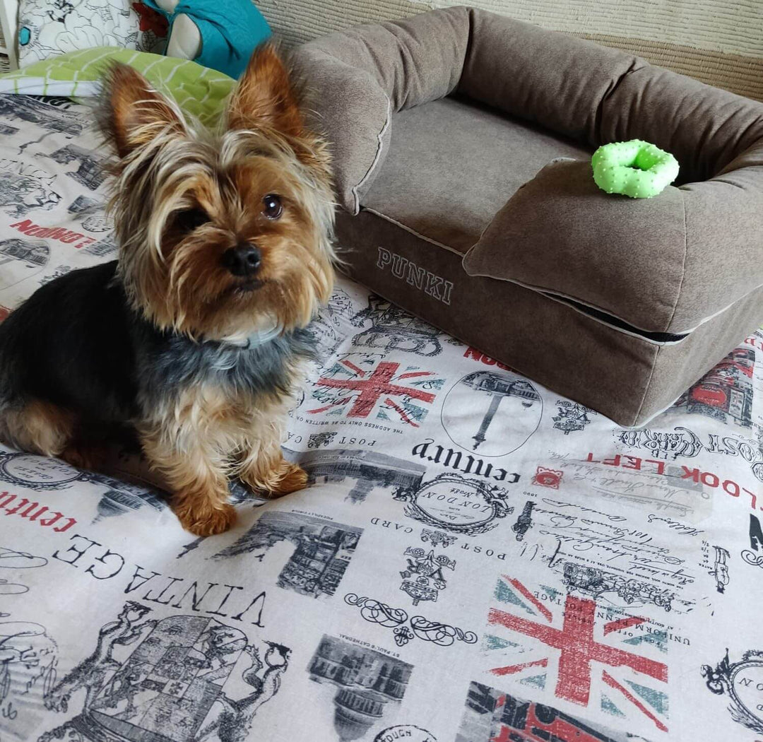 Cama viscoelástica para perros junto a un perro Yorkshire