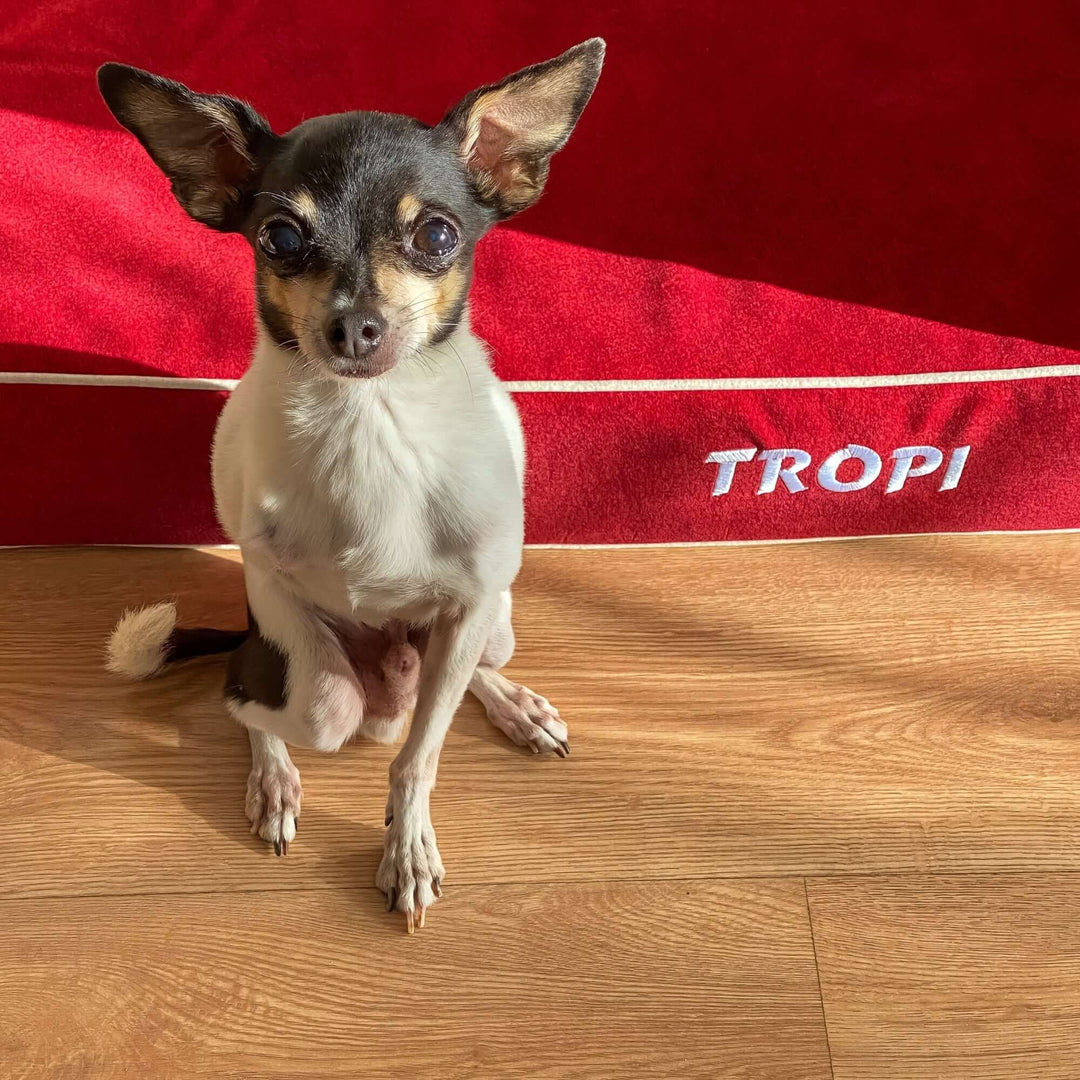 Perro sentado frente a una cama viscoelástica para perros de color rojo con el nombre TROPI.