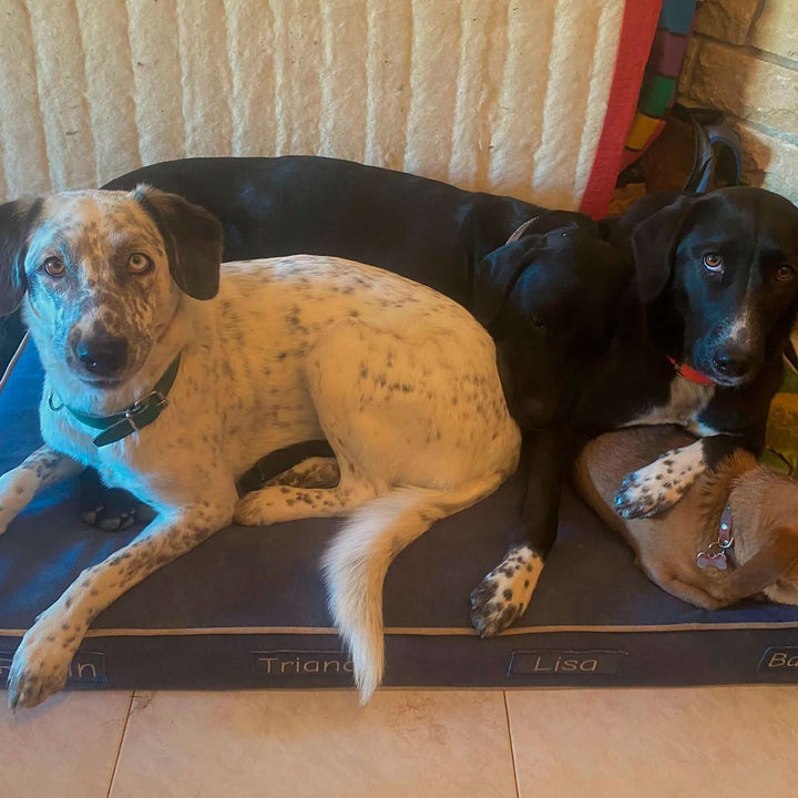 Cama viscoelástica para perros, cuatro perros descansando cómodamente en una cama de lujo.