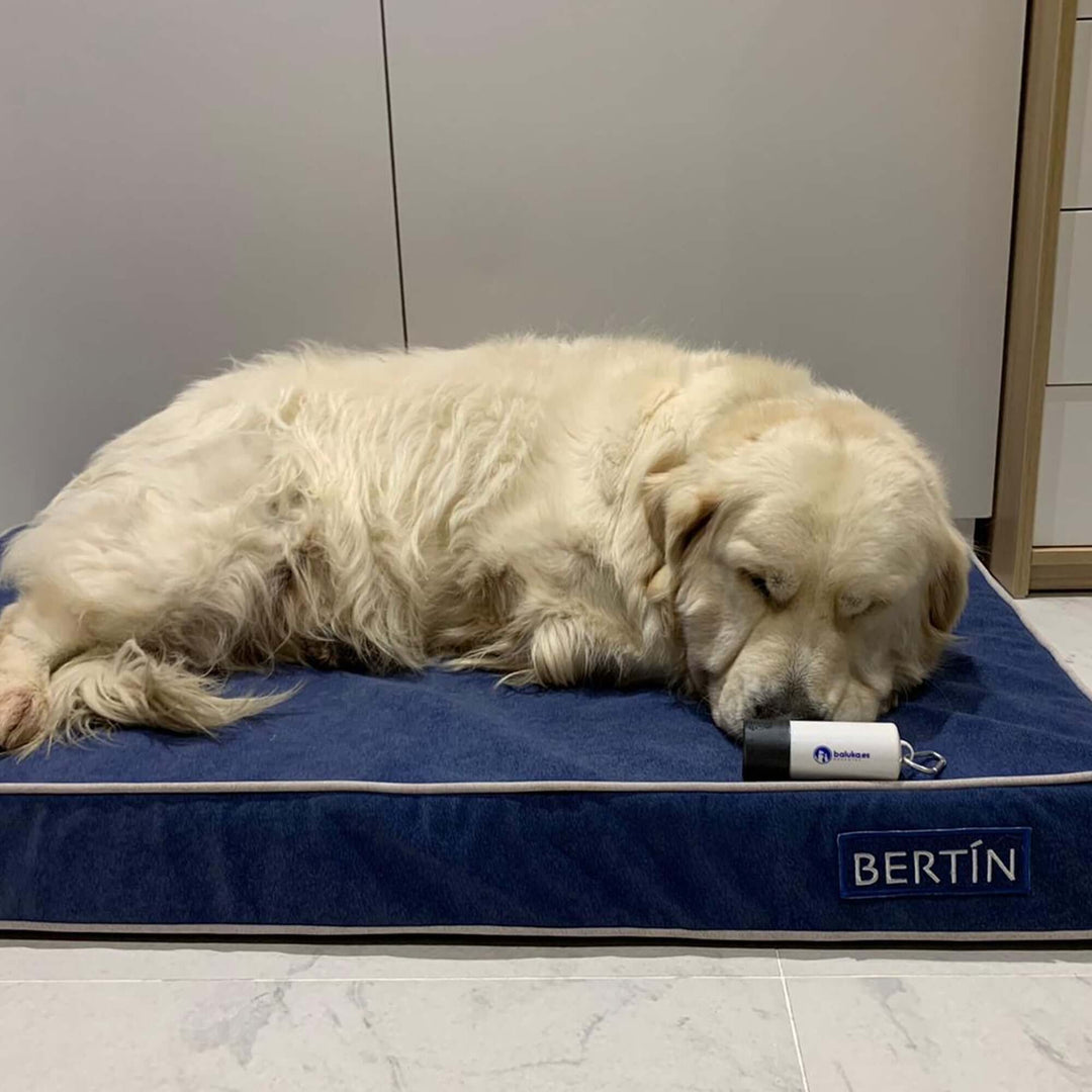 Perro durmiendo cómodamente en una cama viscoelástica para perros de color azul.
