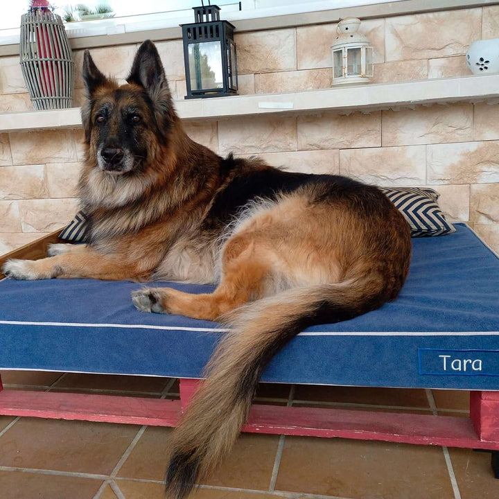 Perro descansando en una cama viscoelástica para perros, mostrando comodidad y estilo en su hogar.