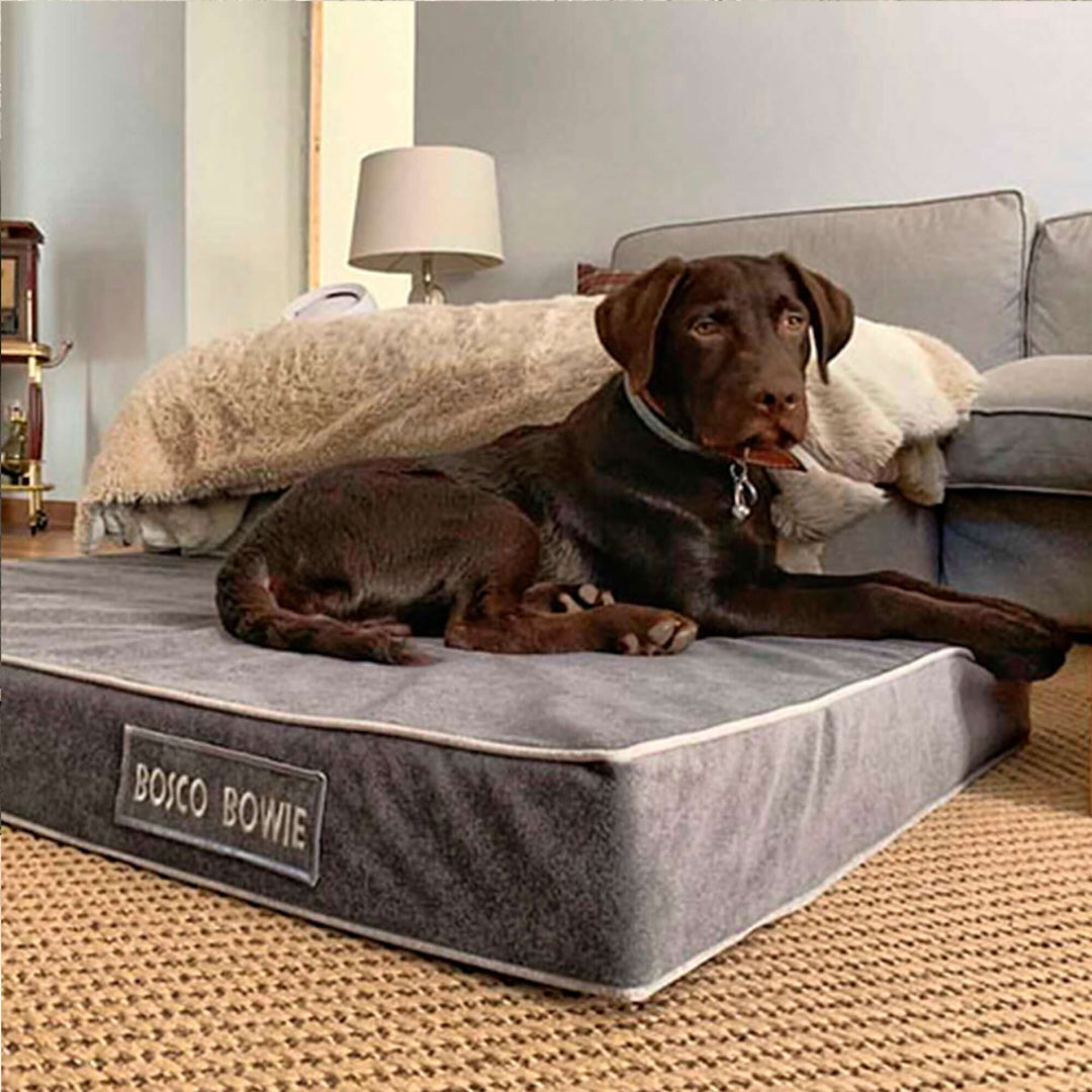 Cama viscoelástica para perros con un perro descansando sobre ella en un acogedor salón.