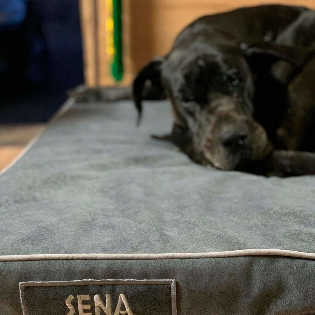 Cama viscoelástica para perros con un perro descansando cómodamente sobre ella.